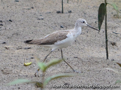 Common Greenshank (Tringa nebularia)