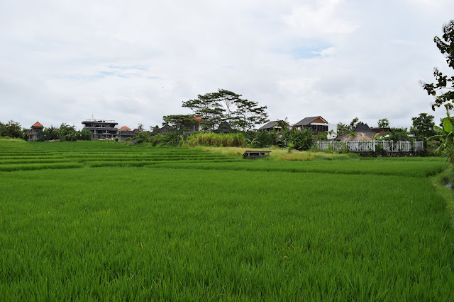 yoga retreat bali