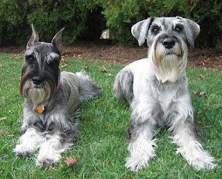 Miniature Schnauzer