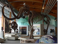 Woolly mamoth skeleton in Beringia Centre