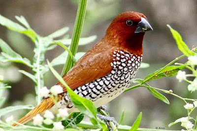 "Scaly-breasted Munia - Lonchura punctulata, sitting on a congress grass plant"