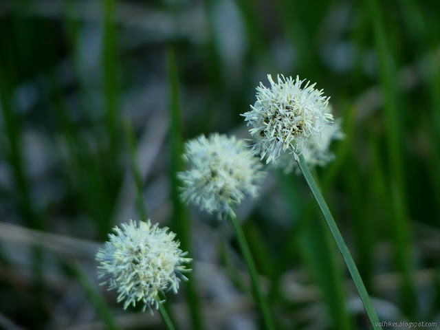 flower puffs in white