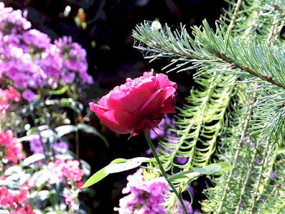 Rose Rosa Abies Larix garden сад tree дерево plant цветок flower растение grow выращивание vegetable огород многолетние fruit seeds grass семена berry growing landscaping трава planting gardening perennial посадка cultivation shrub фрукт ягода куст озеленение многолетник овощеводство cадоводство