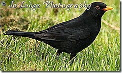 IMG_1203