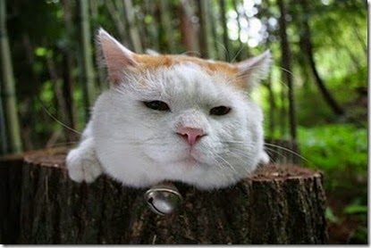 laziest_cat_in_the_world_02