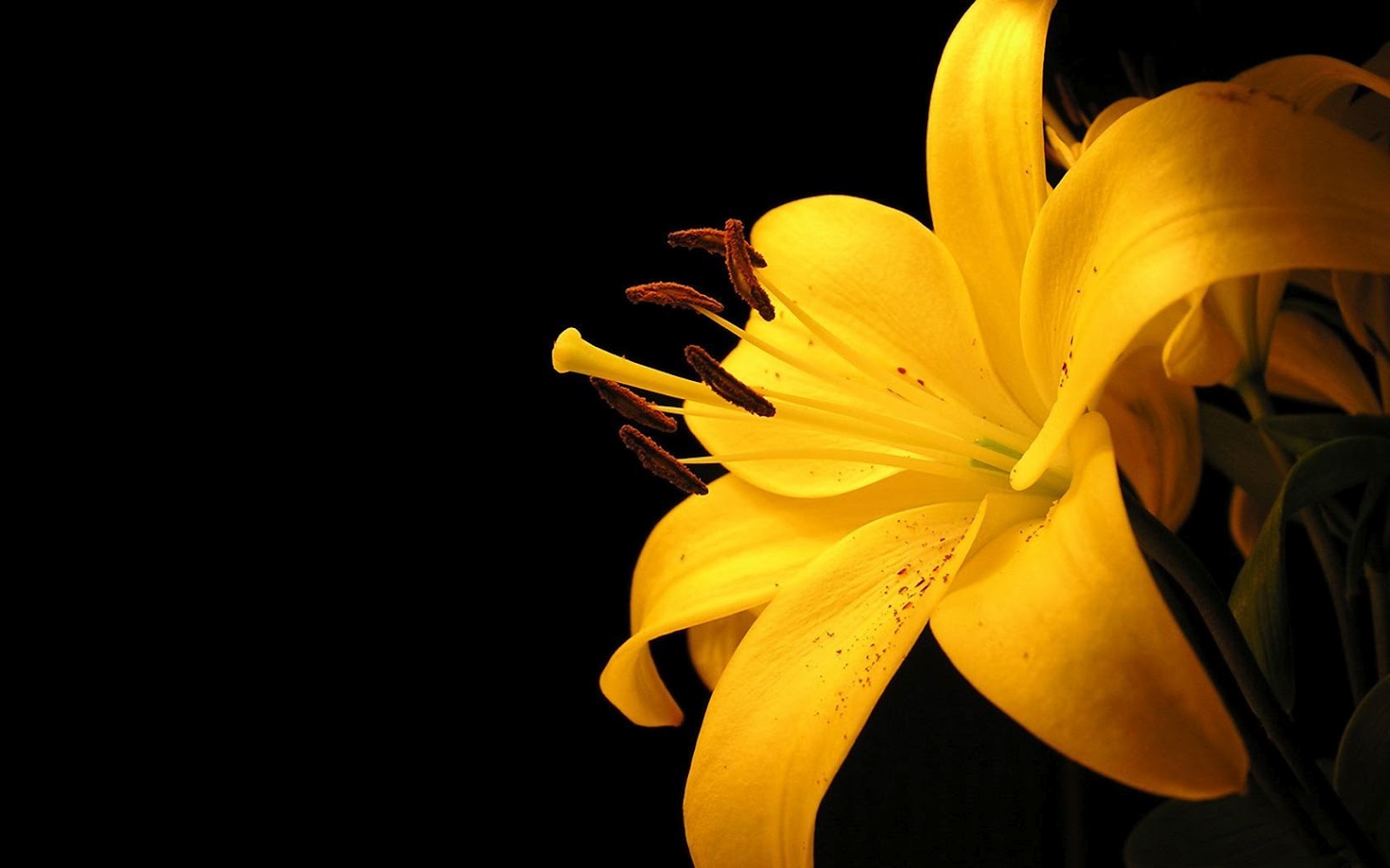 yellow flower wallpaper