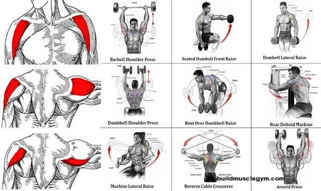 Shoulder Workout Routine for Mass