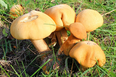 Goudhoed - Goudhoed - Phaeolepiota aurea