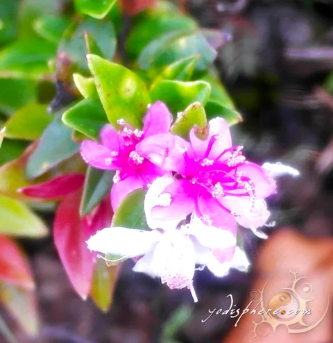 Wild mountain flower along the trail of Mt. Cinco Picos  hover_share