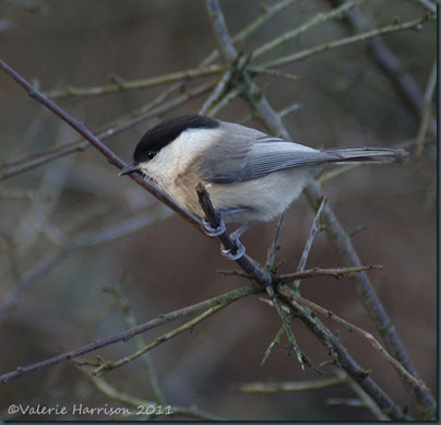 10-willow-tit