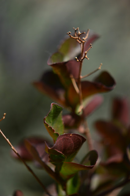 Lagerstroemia indica, small sunny garden, desert garden, crape myrtle, garden bloggers foliage day, foliage, dynamite