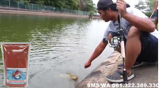 Umpan Pelet Serbuk Paling Mantap Untuk Ikan Mas