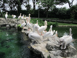 Jurong Bird Park, Singapore