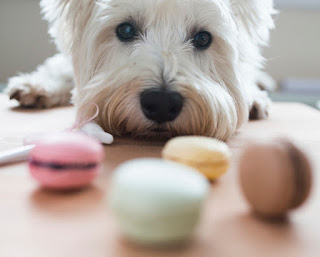 Çikolata Köpeklere Neden Zararlıdır?