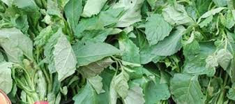 HEALTH IMPORTANCE OF BITTER LEAF (EWURO) 