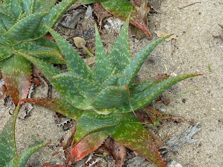 Aloe maculata - Aloe saponaria - Aloès maculé - Aloès zébré - Soap aloe