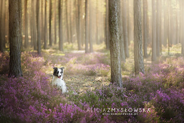 Fotos adoráveis de cachorros por Alicja Zmyslowska