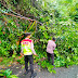 Pohon tumbang di cikidang Sukabumi, Polisi langsung cepat datangi lokasi. 