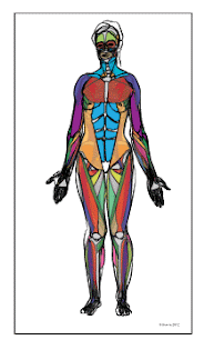 The muscles of the human body