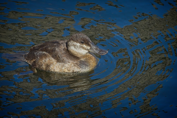 Ruddy Duck