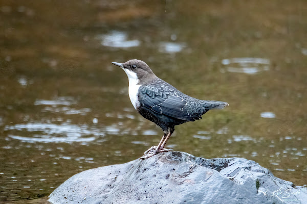 Dipper