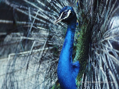 indian national bird peacock