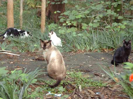 Secretaria da Saúde libera verba para castrar gatos no Taquaral, em Campinas (SP)