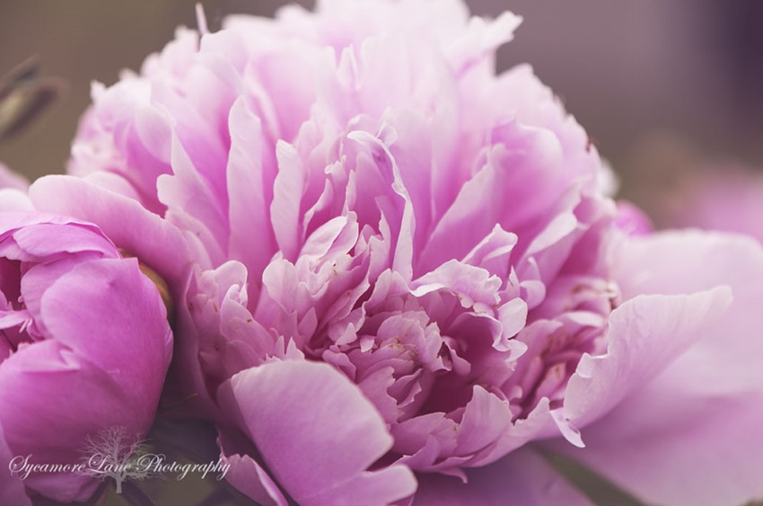 SycamoreLane Photography- peony-2