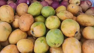 Malda mango