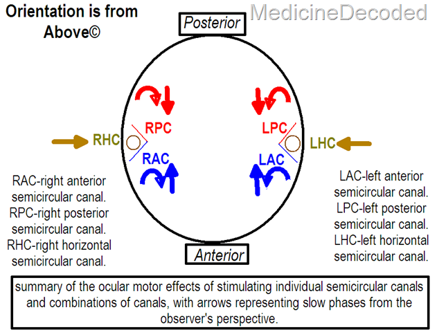 ocular movements-semicircular canal