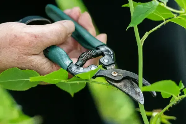 Garden Tools