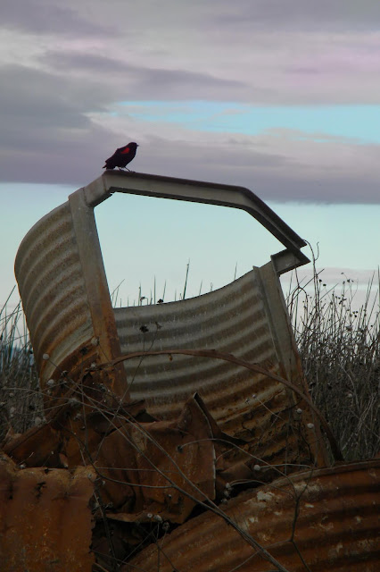 Red-winged Blackbird at Sunset