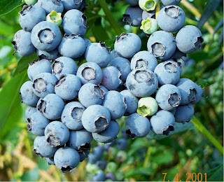 [Blueberries photo]