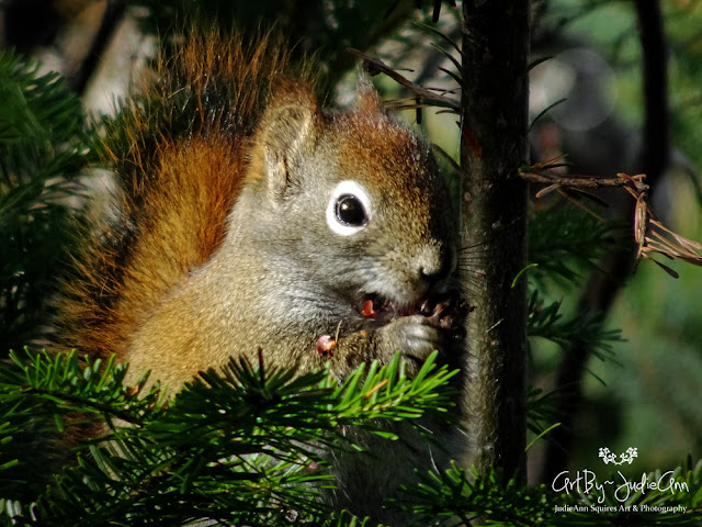 Cute Squirrel Eats Cone Photo