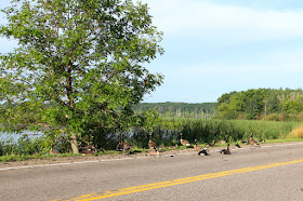 Canada geese loafing along roadway