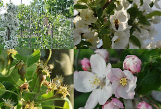 Den blomstrende frugthave og bestøvning af blomster