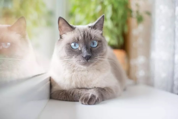 Unveiling Elegance: Your Ultimate Guide to the Turkish Angora Cat Breed