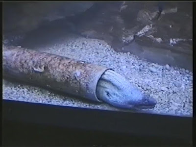 1996.05.06-01-032 aquarium