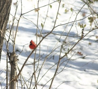 cardinal