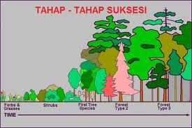 tahap tanap suksesi