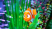 Bobo , Nemo .BOREDOM. Saturday, September 4, 2010 @ 5:47 PM