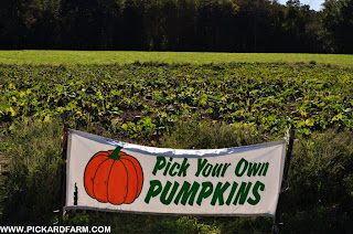 Pick Your Own Pumpkins