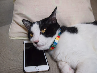 猫とスマホ