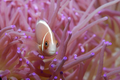 underwater sea creatures pictures