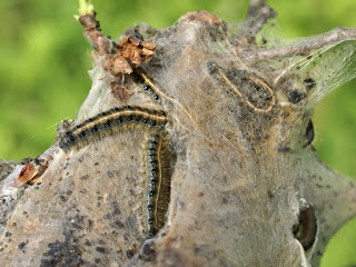 Malacosoma americanum - Livrée d'Amérique 