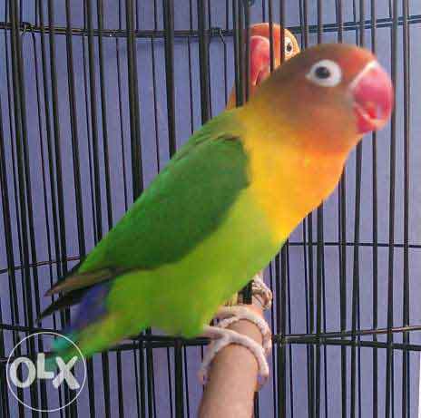 12 Aneka Jenis Burung Lovebird Dan Harga Pasarannya