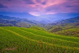 Longsheng Rice Terrace