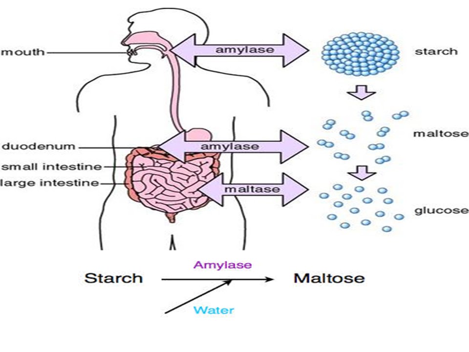 SONU ACADEMY HUMAN DIGESTIVE SYSTEM PART1