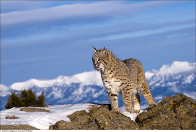 Stunning Close Up Photography Of Wild Animal Seen On www.coolpicturegallery.us