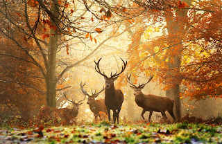 Forest deers